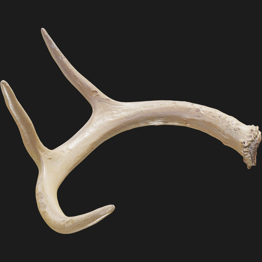 Deer Antler
