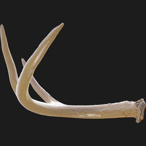 Deer Antler preview 2
