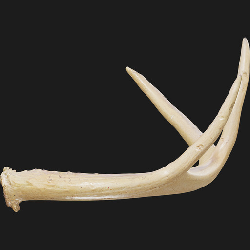 Deer Antler preview 3